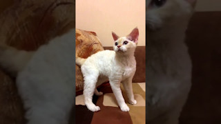 кудрявая кошка-игрушка. девон-рекс. красавица. кудрявая кошка-игрушка. девон-рекс. красавица.