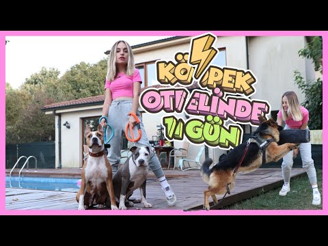 FENOMEN KÖPEK PUSU İLE KÖPEK OTELİNDE BİR GÜN w/Berke Juan