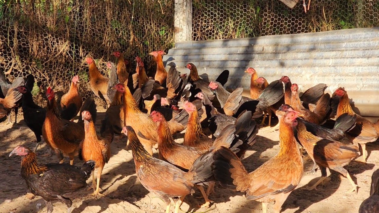 Criadero de Gallos en República Dominicana Propiedad de German en San Juan Hacienda Heidy.
