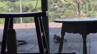 3 legged squirrel back!