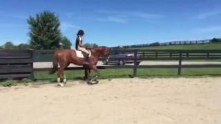 SOLD!! Cabar - Flatwork - 8/24/16 - 3yo OTTB FOR SALE