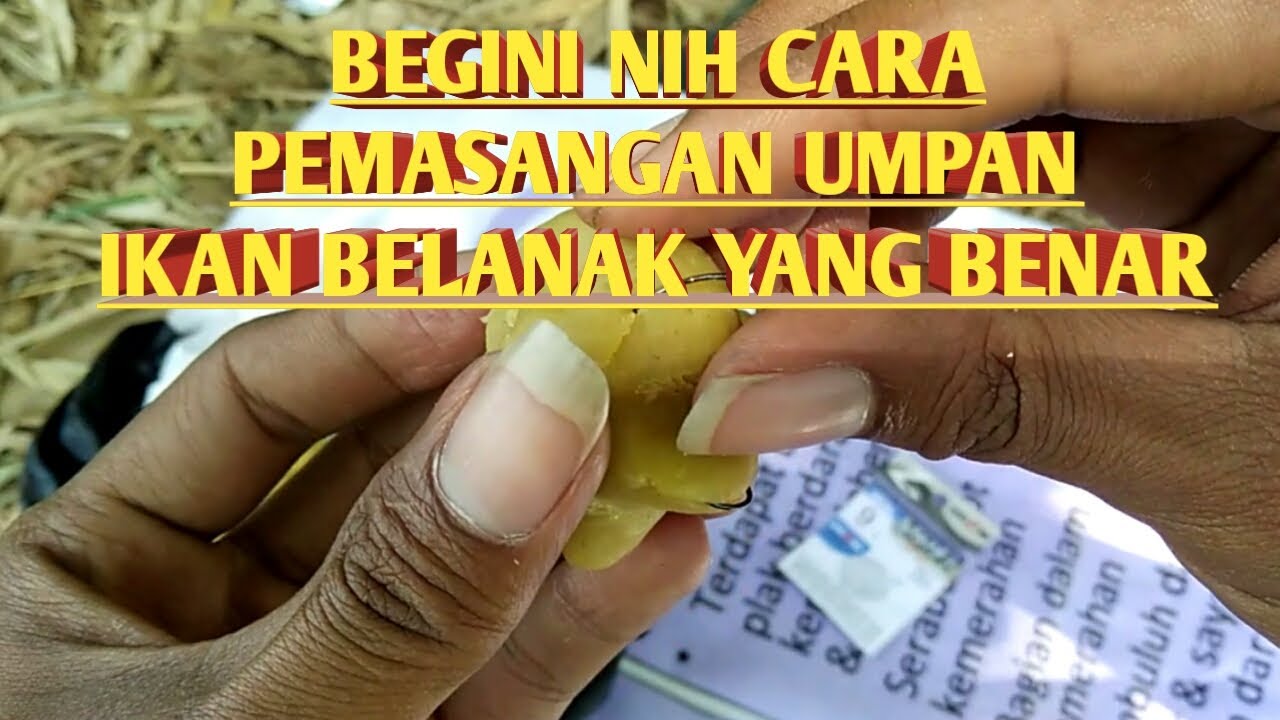 Cara dan Tehnik memancing ikan belanak || Cara masang umpan || cara membuat rangkaian kail.