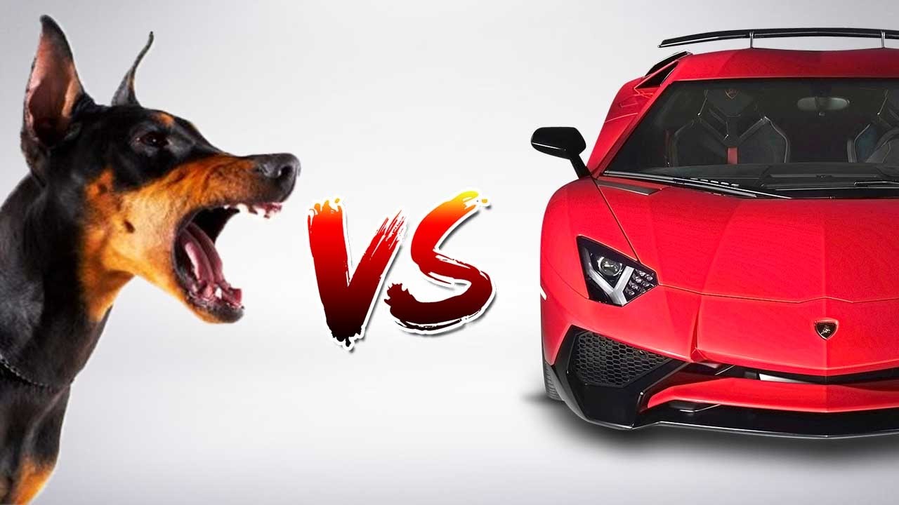 KÖPEKLER NEDEN ARABALARI PARÇALAR, İNTİKAM MI !? YouTube