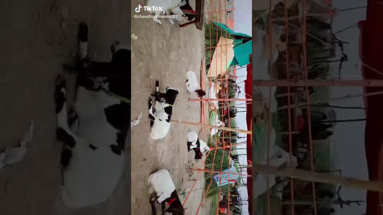 EID. TIK_TOK. Goets(4)