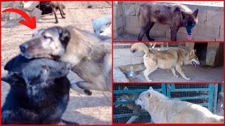Two Alphas face off'Black Wolf and Kangal'I Released the Leaders