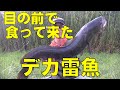 雷魚&ナマズ釣り 梅雨明け遠征 6日目【305】虫くん釣りch