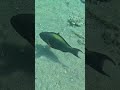 Bicolor Parrotfish Lit Up by the Sun 🐟☀️🌊