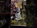 mini pond #aquascape #terrarium ##aquascapelowtech #viral