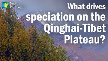 Species divergence with gene flow and hybrid speciation on the Qinghai-Tibet Plateau