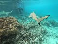 Snorkelling with sharks