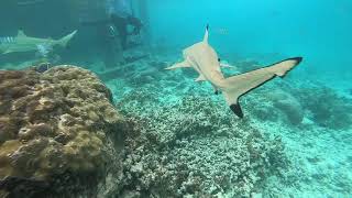 Snorkelling with sharks