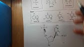 Draw and label a nucleotide.