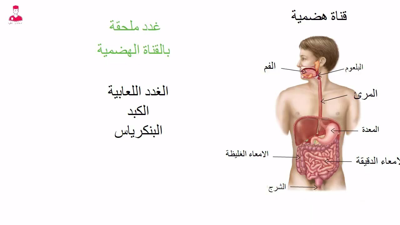 الجهاز الهضمي