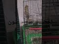 كناري هائج جاهز لي تزاوج تومبرادو اللهم صل وسلم على نبينا محمد 2024 