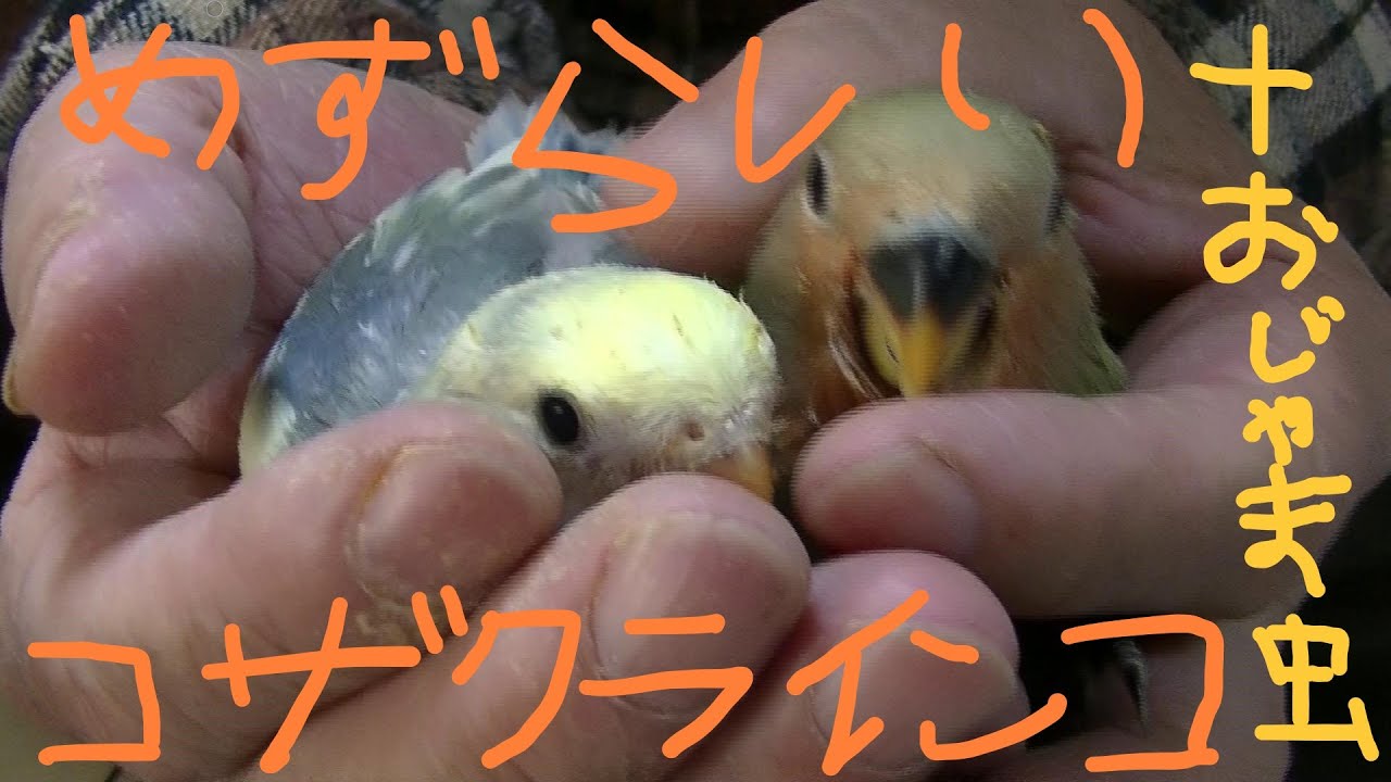めずらしいコザクラインコ シーグリーンパイド おじゃま虫インコ飛び入り Youtube