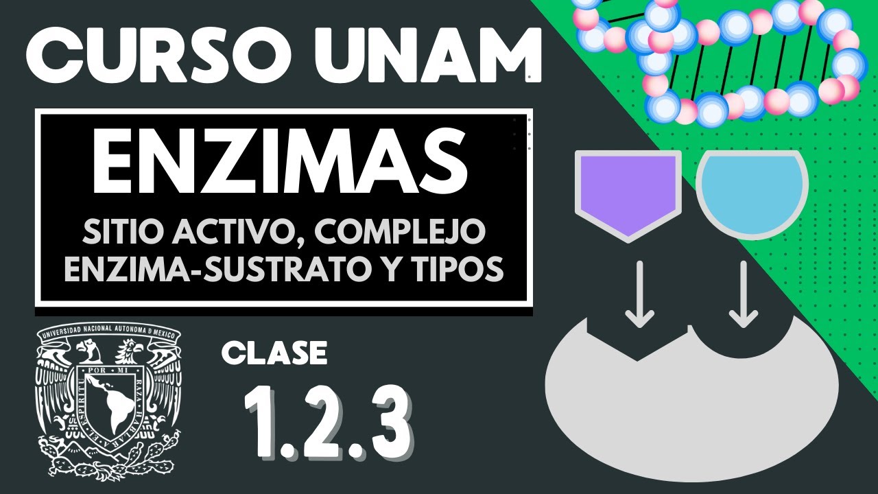 🌱 LAS ENZIMAS | Examen UNAM | Proteínas catalizadoras | Sitio activo,  complejo  enzima-sustrato