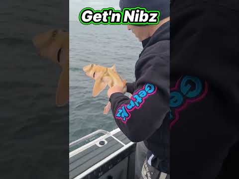 Shark FART!! | Get'n Nibz