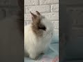 Cute Bunnies compilation 🐇