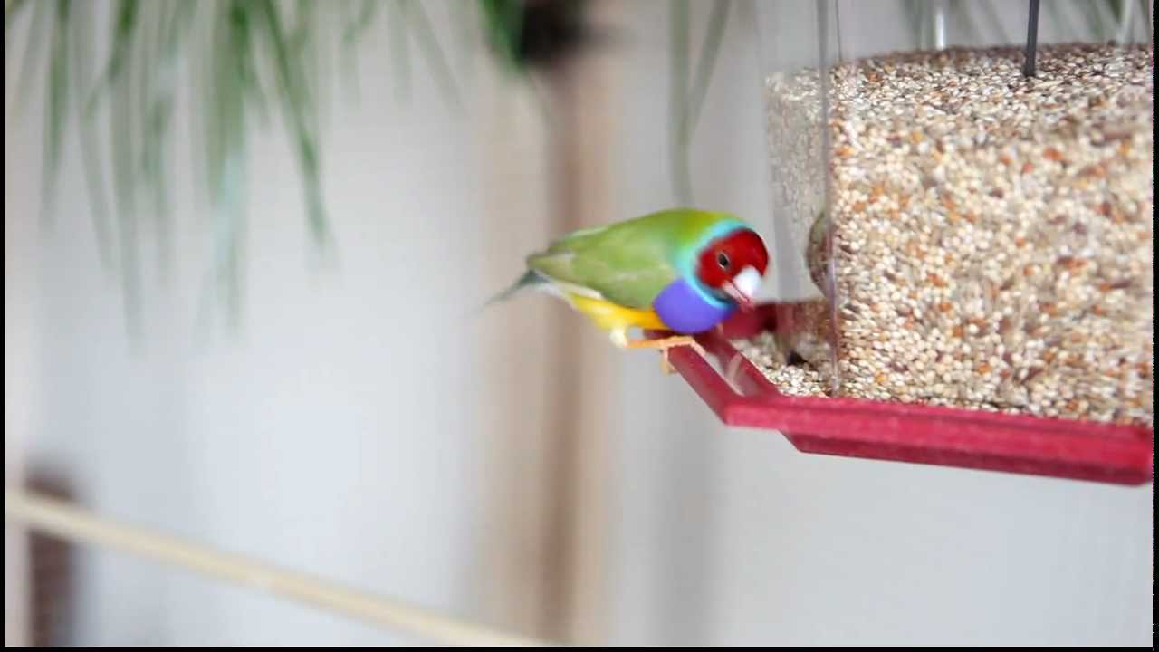 Gouldian Eating at the Bird Feeder YouTube