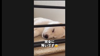 【生後52日目】白目をむくスタイルの子犬さん #Shorts