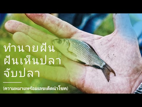ทำนายฝัน ฝันว่าจับปลา ฝันว่าจับปลาช่อน ฝันว่าจับปลาได้จำนวนมาก ฝันเห็น ฝันว่า เลขเด็ด
