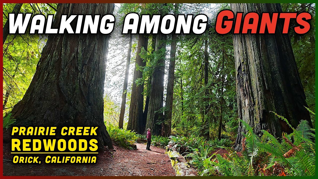 Прогулка среди гигантов 🌲 Секвойи Прейри-Крик | Гумбольдт, Калифорния