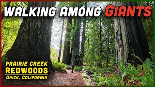 Walking Among GIANTS 🌲 Prairie Creek Redwoods | Humboldt, California