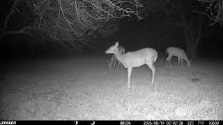 Archive Files of Trail Camera 3 Compilation 20260824 D