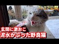 玄関開けたら泥水かぶった野良猫が激おこで攻撃して来ました…