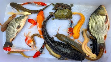 Kem Chanel lái công nông bắt cá ống nước chảy có cá chép, cá vàng, cá koi, axoltol, cá trê, rùa