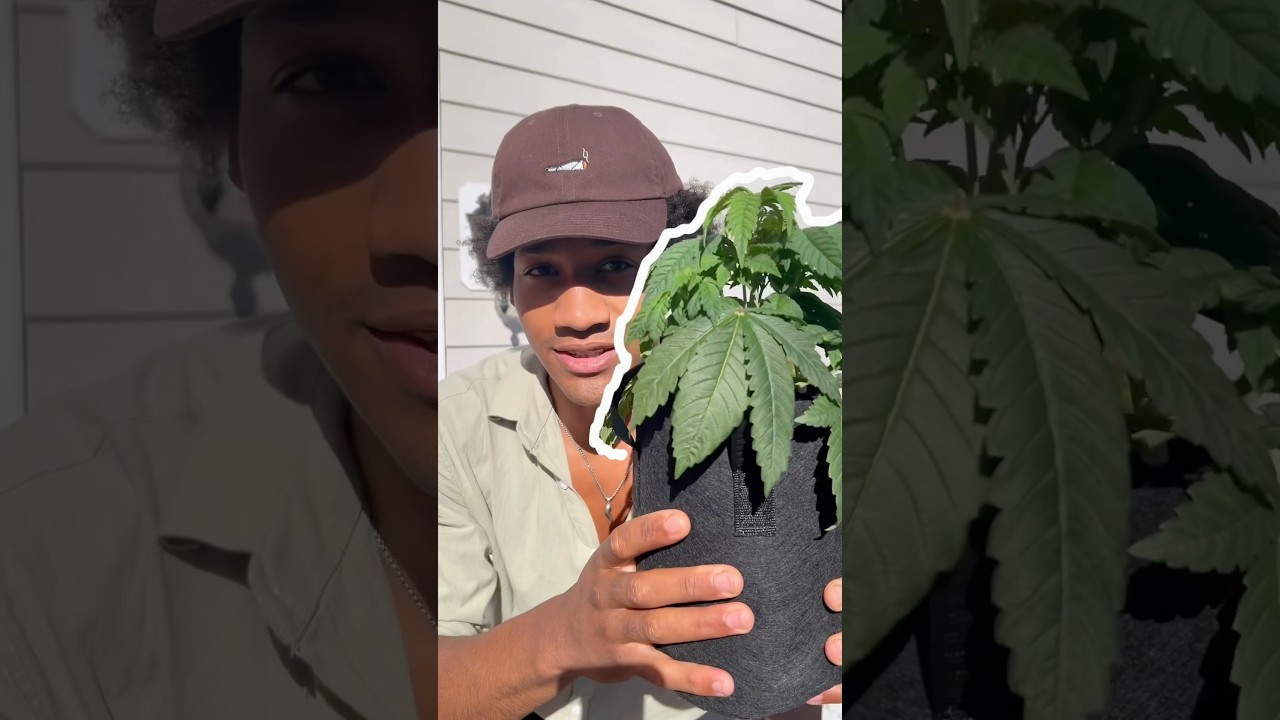 Как я удобряю рассаду каннабиса 🌱 