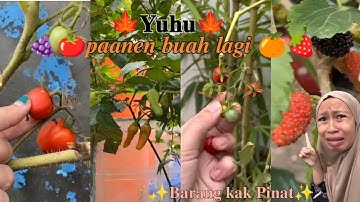 kumpulan video tiktok kak pinat panen buah🍓🍅Di kebun