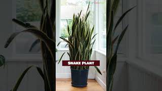 Indoor Plants That Grow From Leaves #shorts #propagation