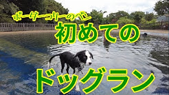 Ben The Bordercollie Youtube Ben The Bordercollie Youtube