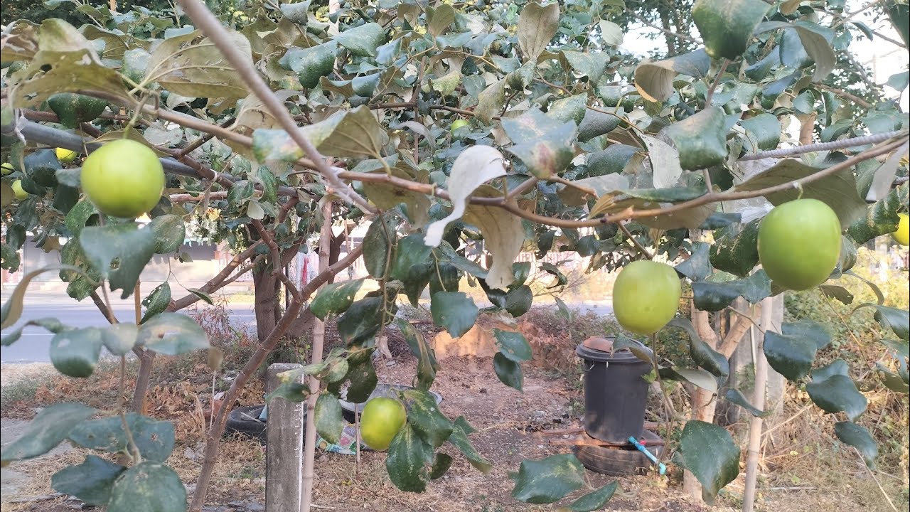 เก็บผลรอบสุดท้าย ก่อนตัดต้นทำสาว#พุทรา#ที่นี่ศรีสะเกษ