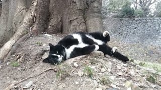 野良猫が目の前でゴロンゴロン構ってアピールしてきた結果ww