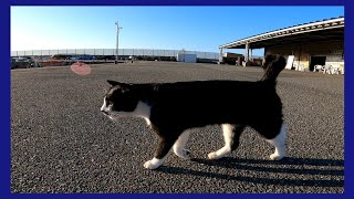 漁港に行ったら野良猫がずっと付いてきてカワイイ