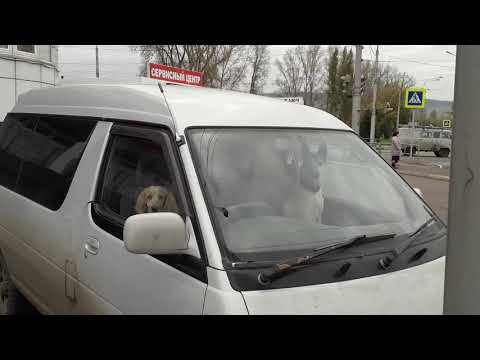 Собаки за рулем, угнали машину