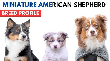 Miniature American Shepherd Dog Breed Profile | Mini Aussie History Price and Behaviour with Kids.
