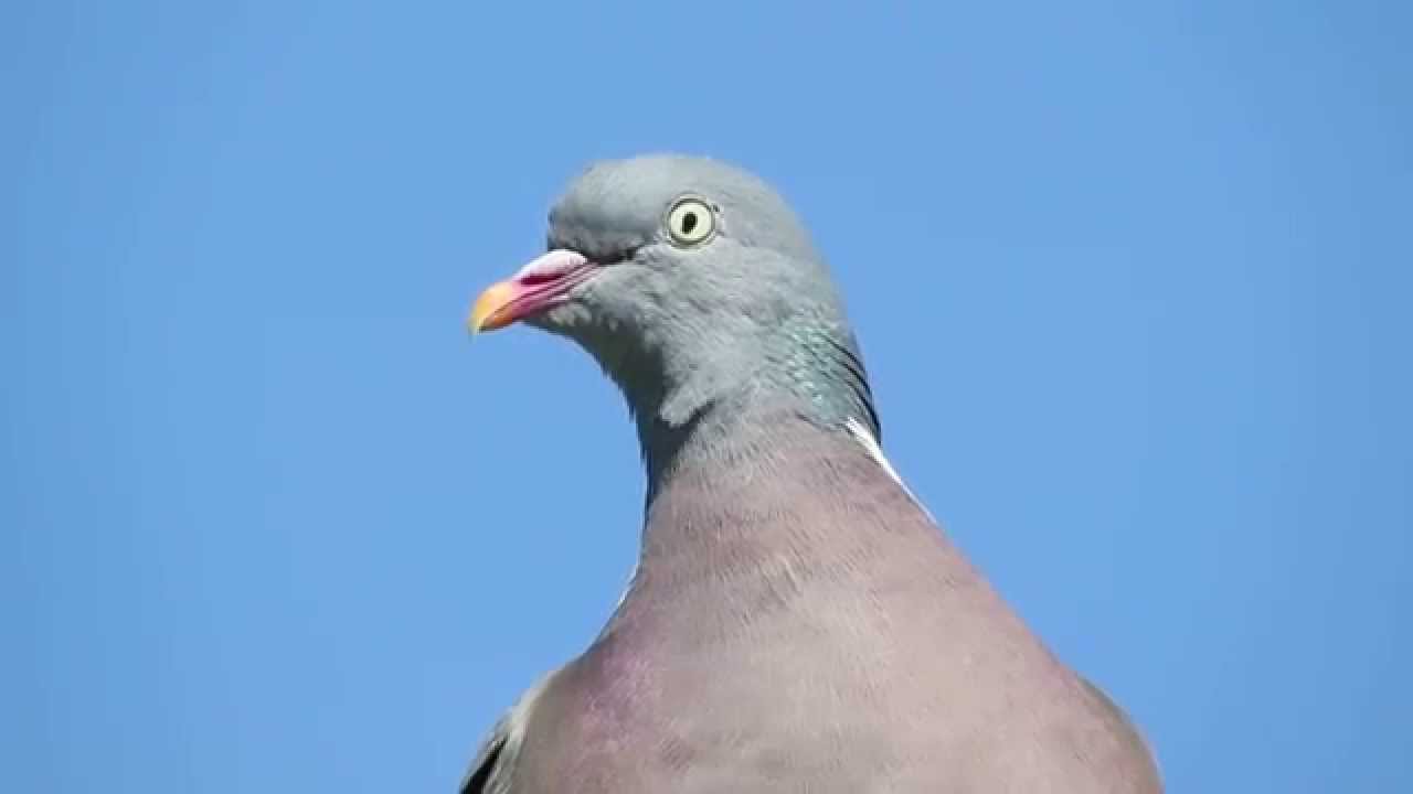(Common) Wood Pigeon (Columba palumbus) at Marshside RSPB - YouTube