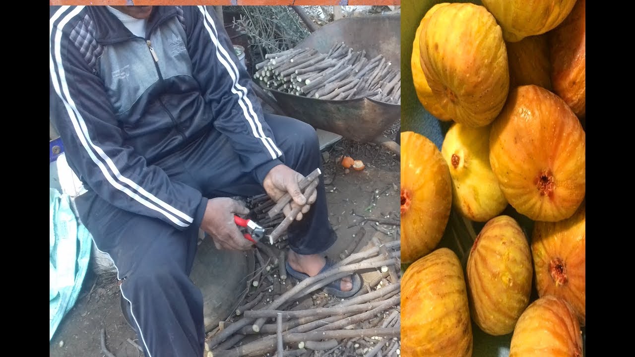 الراجل دا صاحب مشتل يهديكم هذا الفيديو|| ازاي تجهز و تزرع التين في المنزل من العقل|| الطريقه الصحيحه