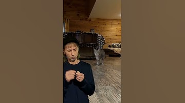 Don’t Teach Your Cats to Play Fetch 😺😺 #shorts #cat #catvideosong