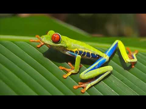她愛他12年甘願當他的保姆,直到他牽著初戀的手出現時,她攢夠失望徹底離開,失去她他竟心痛萬分!#宇宙中的流星 #drama #霸道總裁 #星星追劇