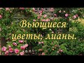 Вьющиеся цветы, лианы.