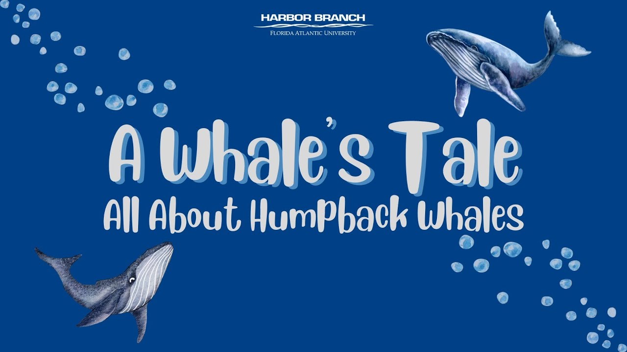 A Whale's Tale: All About Humpback Whales - YouTube