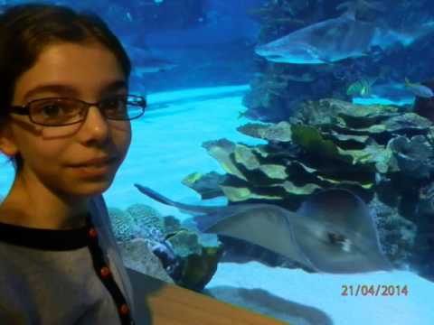 Tropikarijum Budimpešta 2014 - YouTube