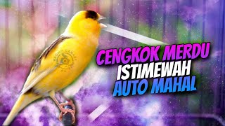 AUTO MAHAL!! KENARI GACOR ISIAN BLACKTHROAT CENGKOK MERDU AMPUH BUAT MASTERAN KENARI PAUD