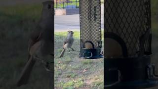 Cute birdies!!!🕊️