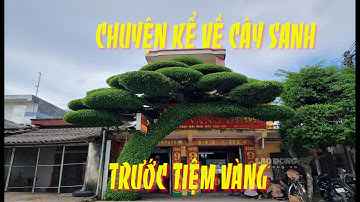 Chuyện kể về cây sanh độc lạ ở Tiệm vàng xã Hải Phú  Huyện Hải Hậu