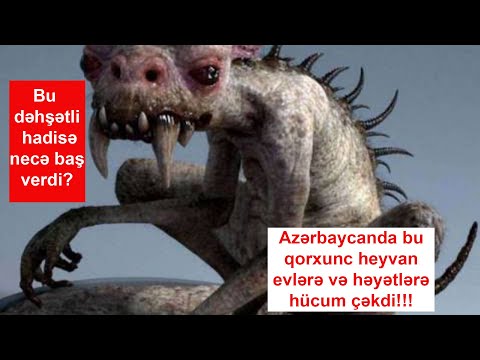 Sirli Aləm: Azərbaycanda bu qorxunc heyvan evlərə və həyətlərə hücum çəkdi!!!